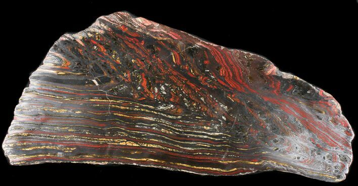 Polished Tiger Iron Stromatolite - ( Billion Years) #38911